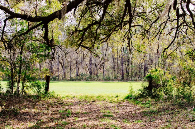 Free photo beautiful scenery of an amazing wild forest