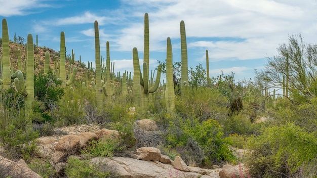 Beautiful scenery of different cacti and wildflowers in the Sonoran Desert outside of Tucson Arizona