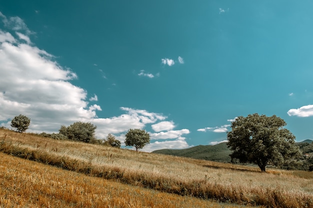 Beautiful scenery of a field full of different kinds of plants in the countryside