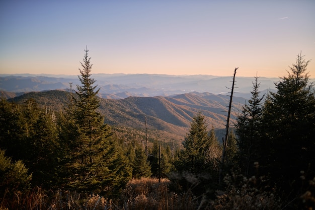 Free photo beautiful scenery of fir trees with high rocky mountains