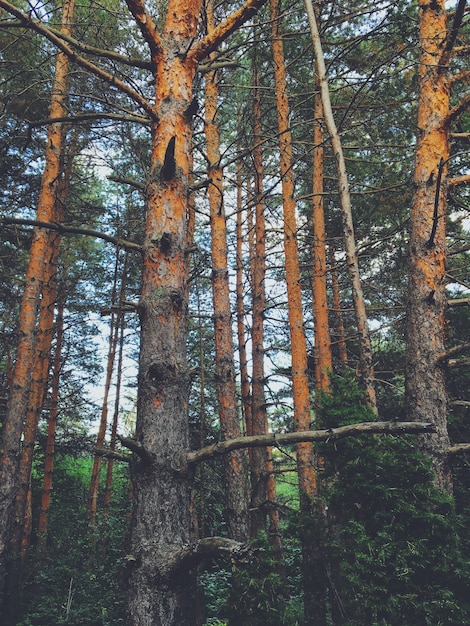 Beautiful scenery of a forest in the countryside