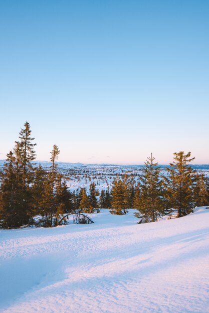 Beautiful scenery of a forest with a lot of fir trees covered with snow in Norway