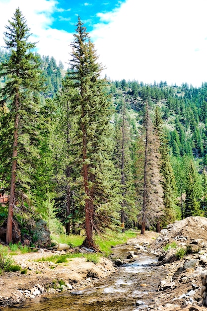 A beautiful scenery of a forest with a lot of fir trees and a river under a cloudy sky