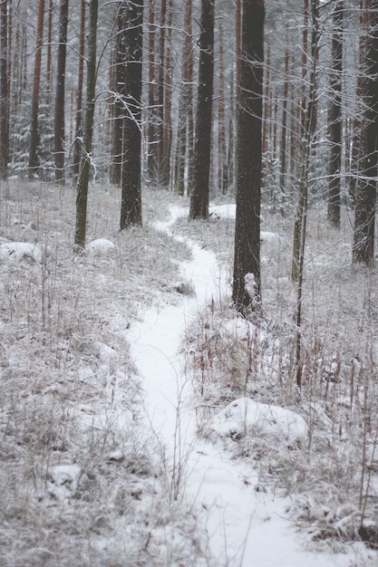 Beautiful scenery of a forest with a lot of trees covered with snow