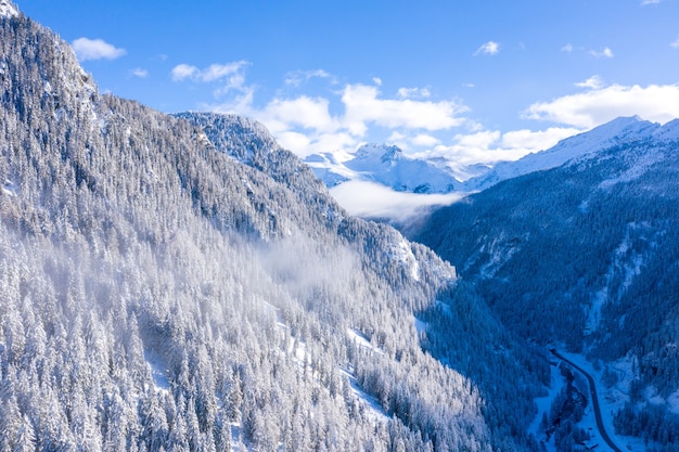 Beautiful scenery of a forest with a lot of trees in winter in the Swiss Alps, Switzerland