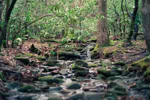 Free photo beautiful scenery of a forest with a river and moss on rocks