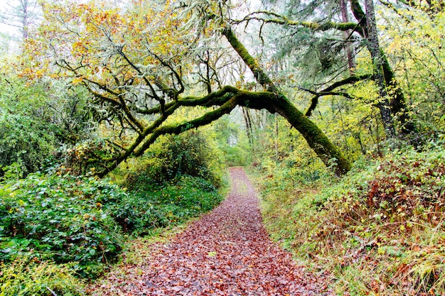 Free photo beautiful scenery of a forest