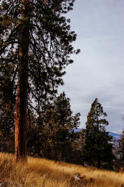 Free photo beautiful scenery of a forest