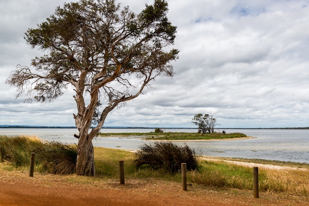 Free Photo beautiful scenery of green trees and bushes near the sea under the crazy clouds