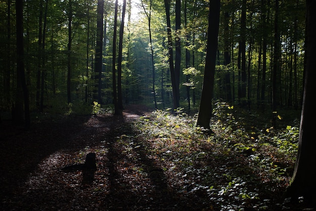 Beautiful scenery of high green trees in the forest with the sun rays during daytime