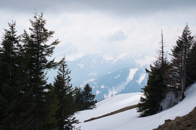 Beautiful scenery of high mountains covered with snow and green fir trees under a cloudy sky