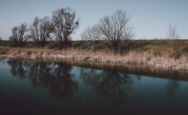 Free Photo beautiful scenery of a lake with the reflection of leafless trees