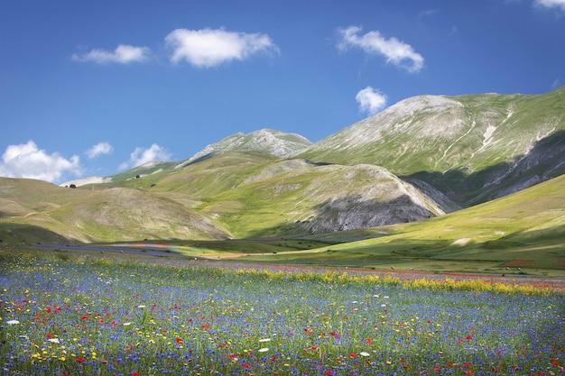 Free Photo beautiful scenery of a landscape of a flower field