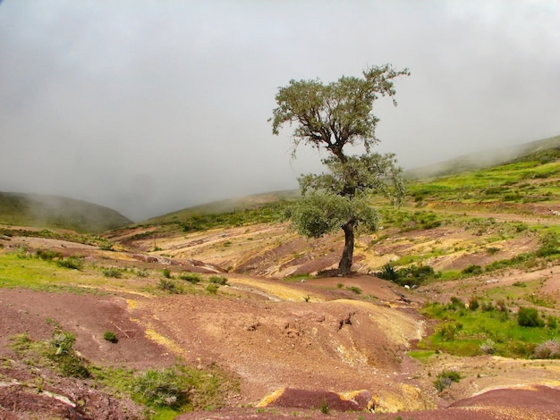 Beautiful scenery of a lone tree in the middle of an empty field under a grey cloudy sky