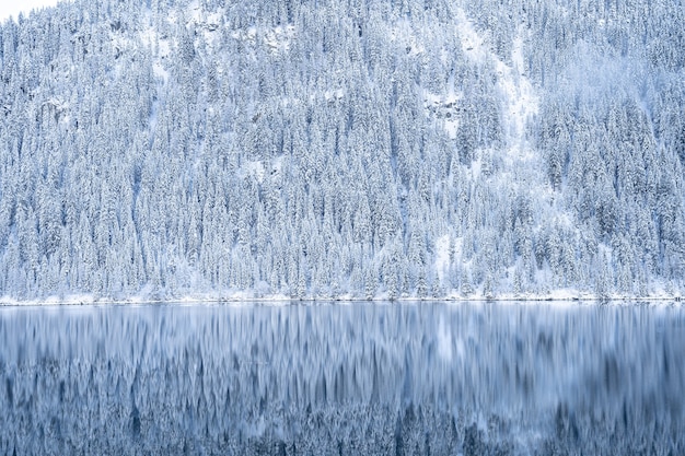 Free photo beautiful scenery of a lot of trees covered with snow in the alps reflecting in a lake