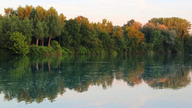 Beautiful scenery of a lot of trees reflected in the lake under the clear sky