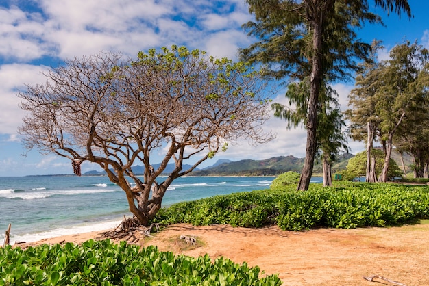 Free photo beautiful scenery of a lot of tropical green plants surrounded by high mountains