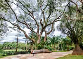 Free photo beautiful scenery of the mangal das garcas park in the city of belem in brazil