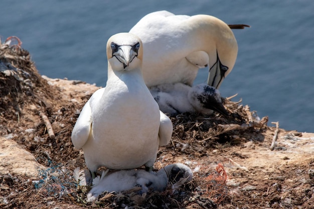 Free photo beautiful scenery of northern gannets under the sunlight