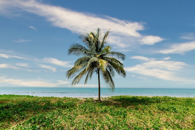 Beautiful scenery of a palm tree in the middle of greenery with the calm sea on the background