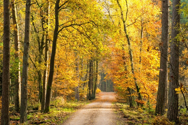 Free photo beautiful scenery of a pathway surrounded by tall trees in a park at daytime