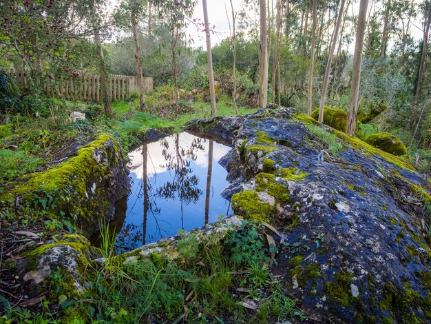 Beautiful scenery of a pond near a hill covered with moss in a forest