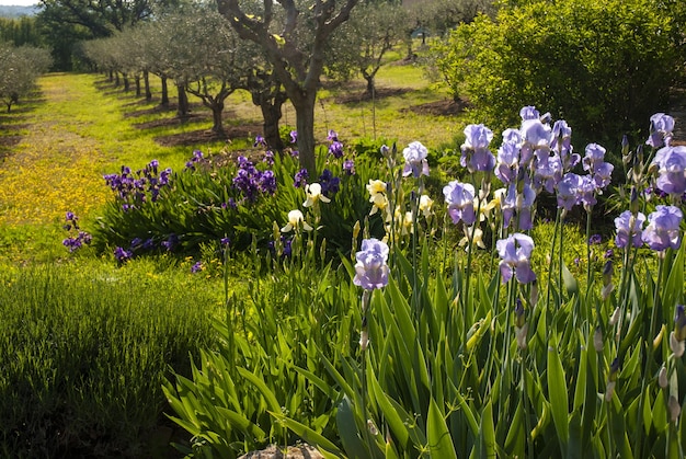 Free Photo beautiful scenery of purple irises and an orchard in provence