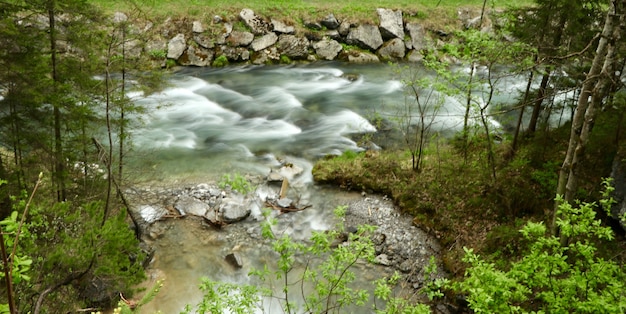 Free Photo beautiful scenery of a river in a forest surrounded by green trees