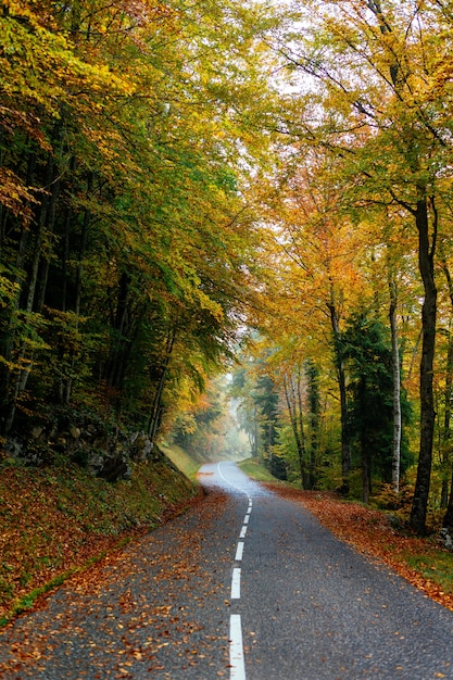 Free Photo beautiful scenery of a road in a forest with a lot of colorful autumn trees