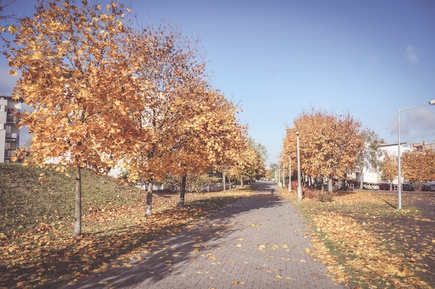 Free Photo beautiful scenery of a sidewalk surrounded by autumn trees with dried leaves