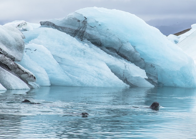 Free photo beautiful scenery of small blue icebergs in jokulsarlon ice lake and very gray sky in iceland