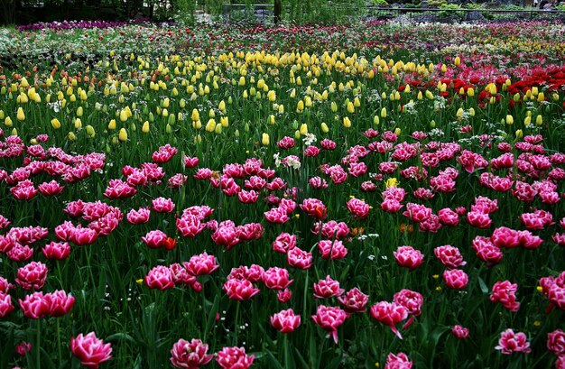 Beautiful scenery of  Sprenger's tulip flowers blooming on Mainau island - Bodensee