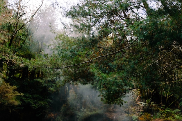 Free Photo beautiful scenery of steam in a forest with a lot of green trees