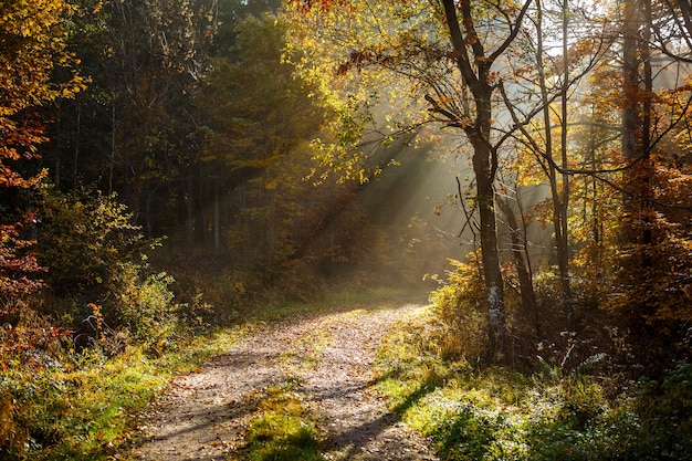 Free Photo beautiful scenery of sun rays in a forest with a lot of trees in autumn