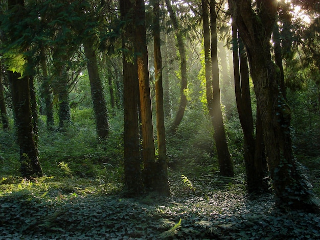 Free photo beautiful scenery of the sun shining over a green forest full of different kinds of plants