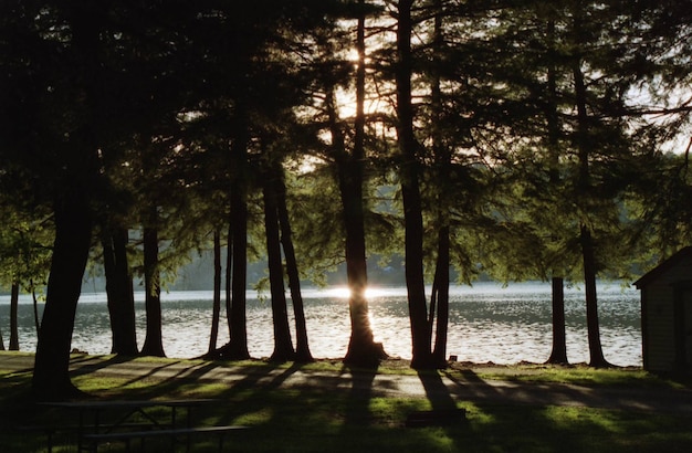 Beautiful scenery of trees with a lake