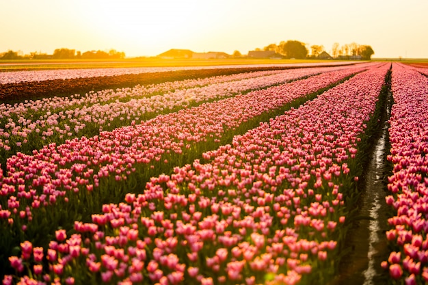 Free photo beautiful scenery of a tulips field under the sunset sky