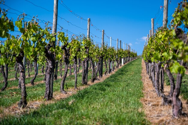 Beautiful scenery of a vineyard under a clear blue sky during daytime