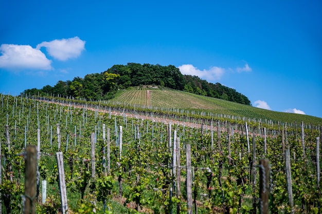 Free Photo beautiful scenery of a vineyard under a clear blue sky during daytime