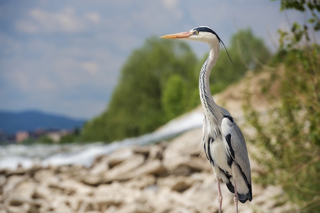 Beautiful shallow focus shot of a long-legged, freshwater bird called heron standing on a rock