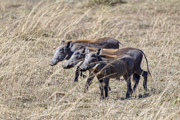 Beautiful shot of the African common warthogs spotted on a grassy plain