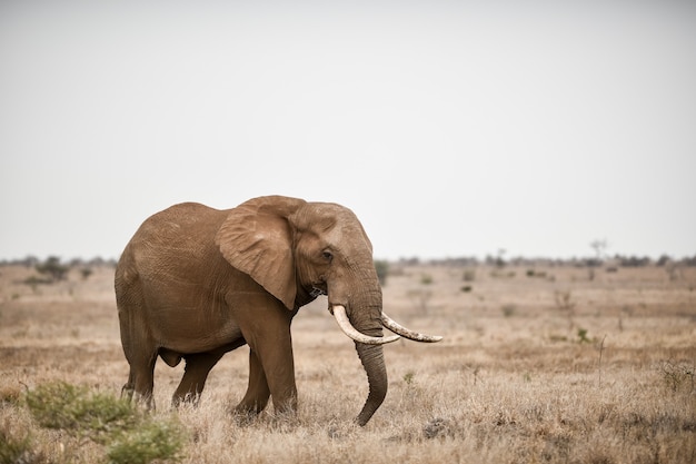 Beautiful shot of an african elephant in the savanna field