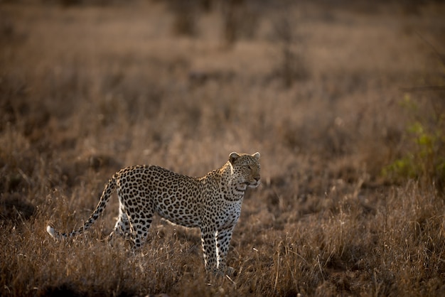 Free photo beautiful shot of an african leopard in a field