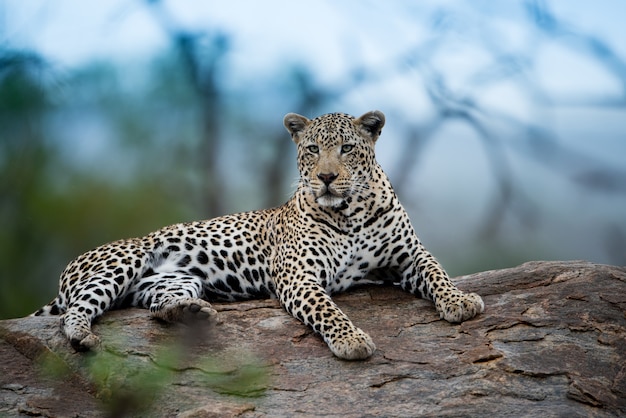 Beautiful shot of an african leopard resting on the rock with a blurred background