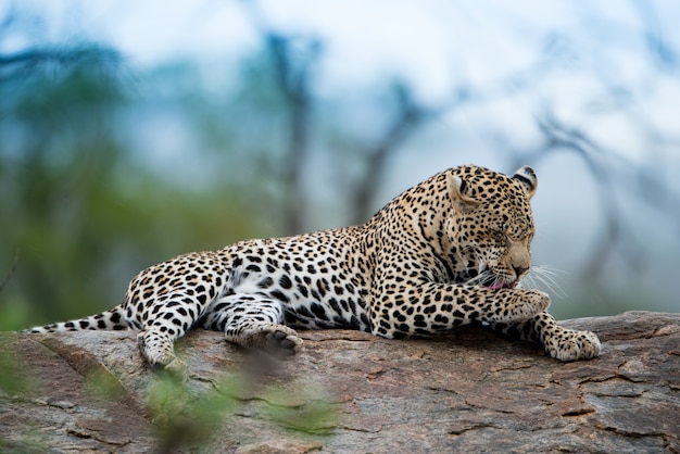 Beautiful shot of an african leopard resting on the rock with a blurred background