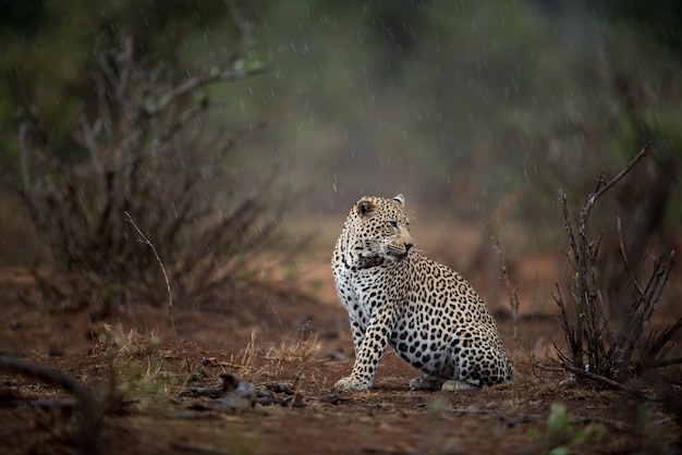 Beautiful shot of an african leopard sitting on the ground