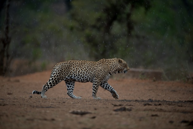 Free photo beautiful shot of an african leopard walking under the rain with a blurred background