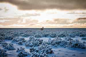 Free photo beautiful shot of an alpaca standing in a field covered with snow under a cloudy sky