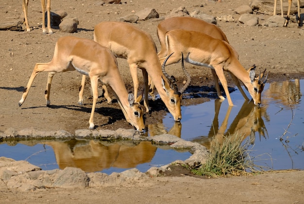 Beautiful shot of antelopes drinking water from a lake in safari