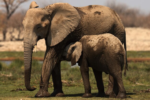 Beautiful shot of a baby elephant cuddling with its mother